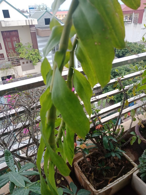 Trường Tiểu học Sông Đà