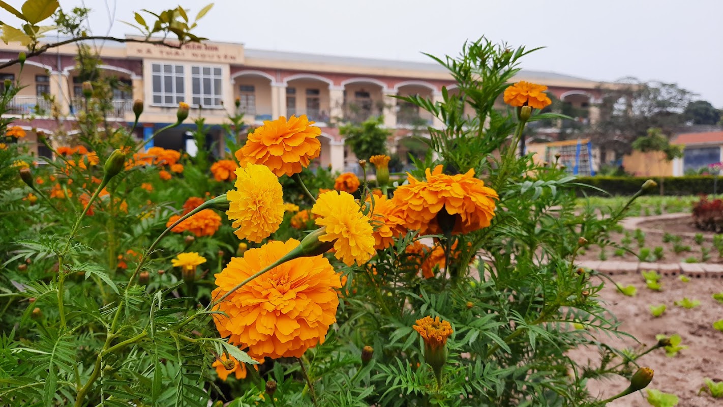 Trường Mầm Non xã Thái Nguyên